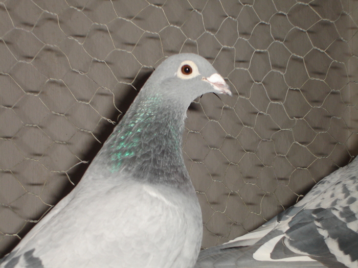 Aarden - Porumbei arhiva