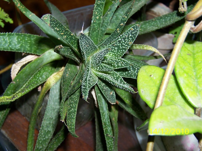 100_5572 - Putina culoare