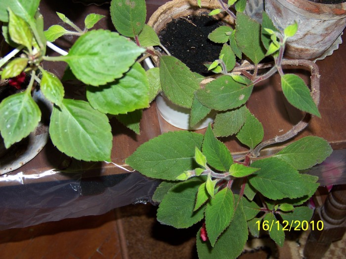 100_5618 - Putina culoare