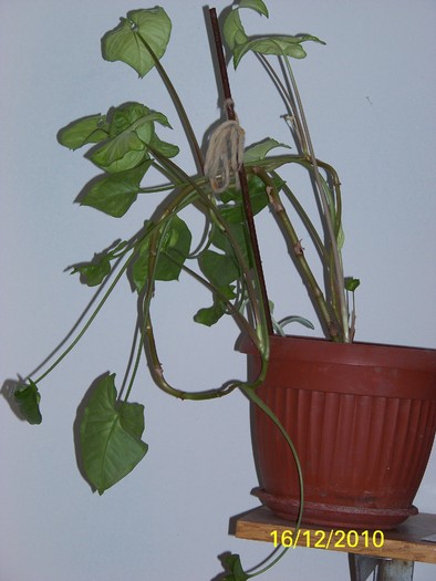 100_5646 - Putina culoare