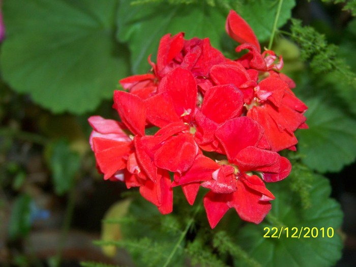 100_5967 - Putina culoare