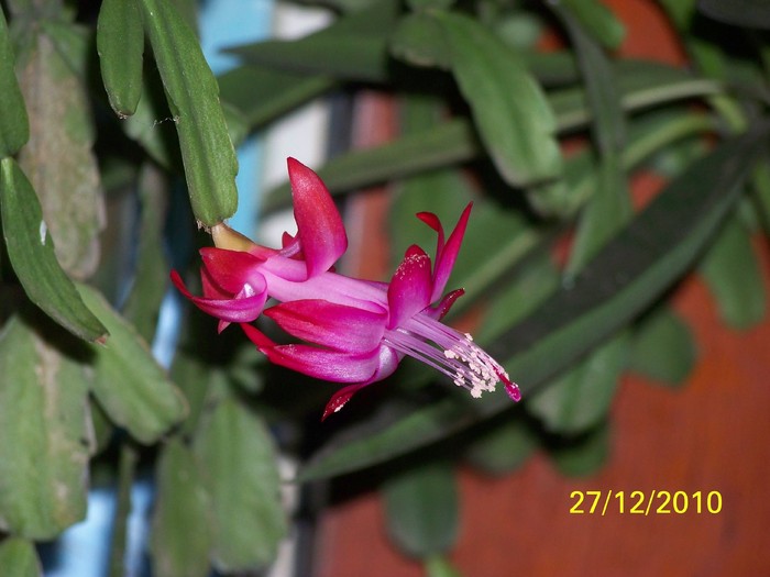 100_6390 - Putina culoare