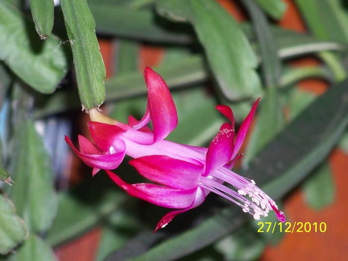 100_6391 - Putina culoare