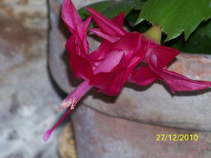 100_6449 - Putina culoare