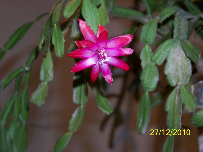 100_6454 - Putina culoare