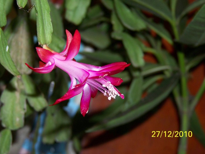 100_6455 - Putina culoare