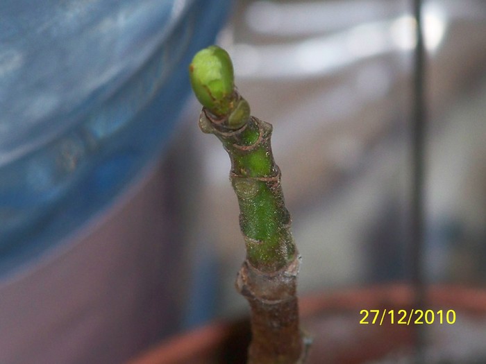 100_6463 - Putina culoare