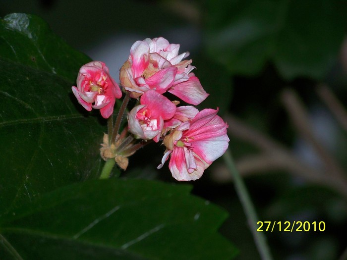 100_6466 - Putina culoare