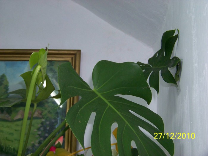 100_6470 - Putina culoare