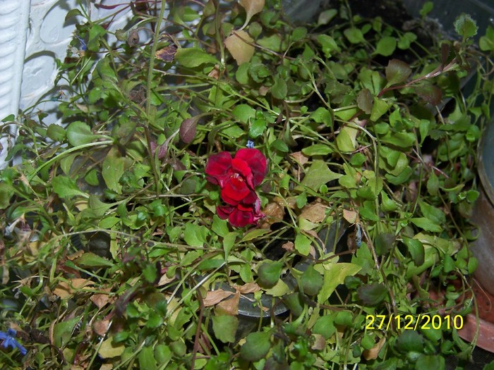 100_6481 - Putina culoare