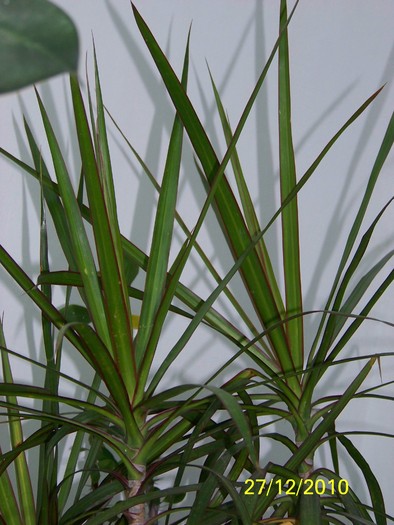 100_6483 - Putina culoare