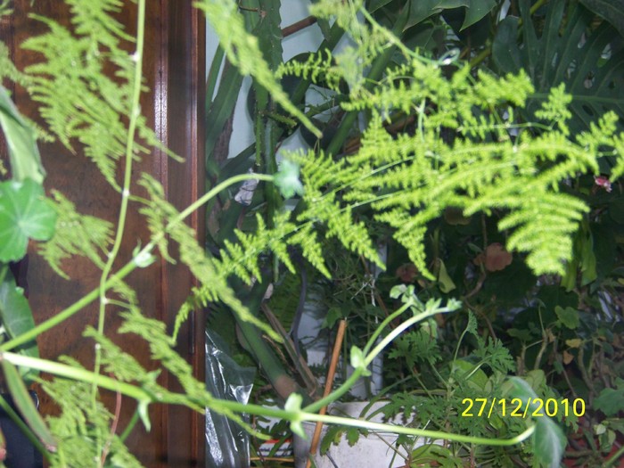 100_6489 - Putina culoare