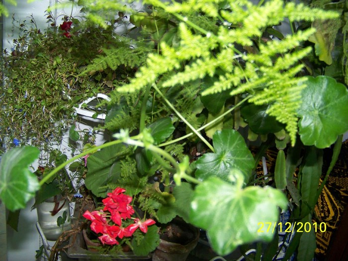 100_6495 - Putina culoare