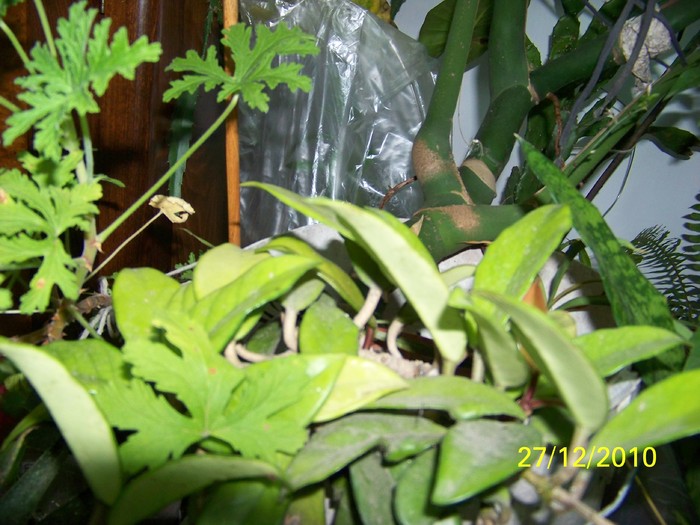 100_6497 - Putina culoare