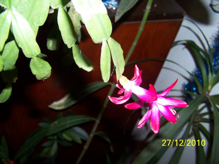 100_6502 - Putina culoare