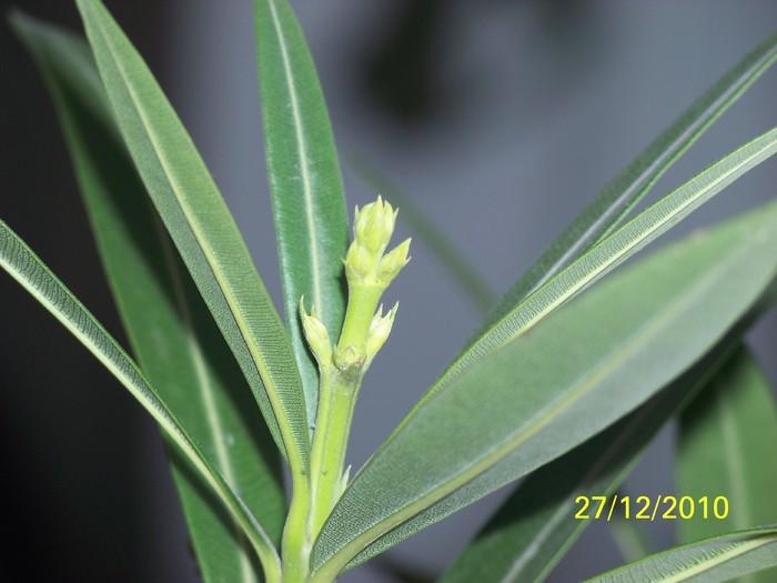 100_6512 - Putina culoare