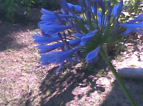 crin albastru - flori