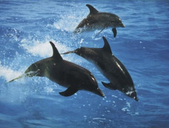 1 - delfini