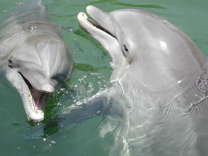 delfini - delfini