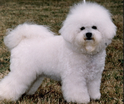 bichon-frise