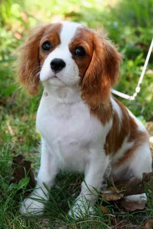 cavalier king charles spaniel