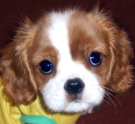 Cavalier King Charles Spaniel