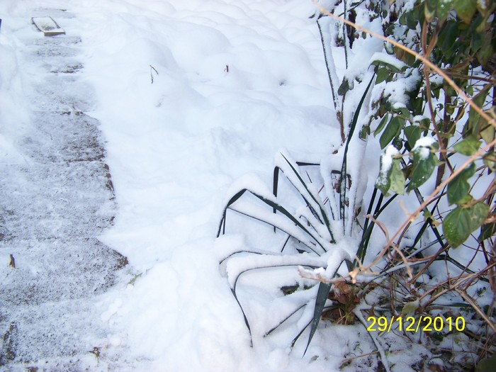 100_6566 - Iarna 2010  2011