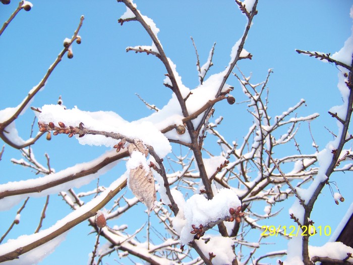 100_6596 - Iarna 2010  2011