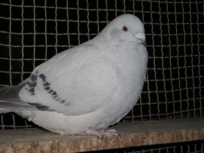  - FEMELE 2010
