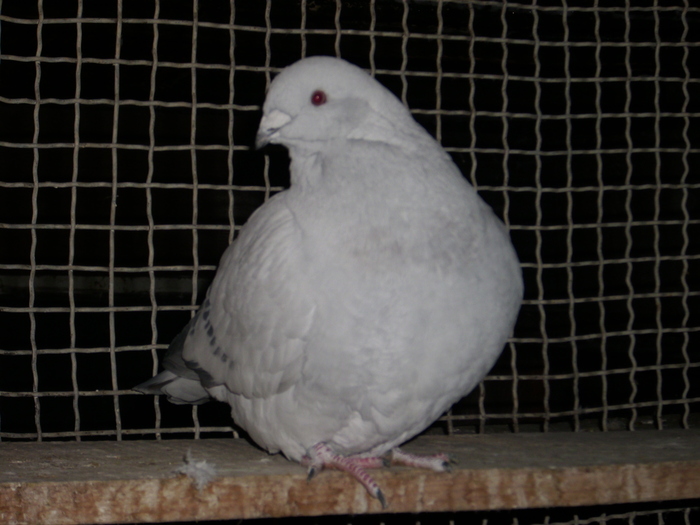  - FEMELE 2010