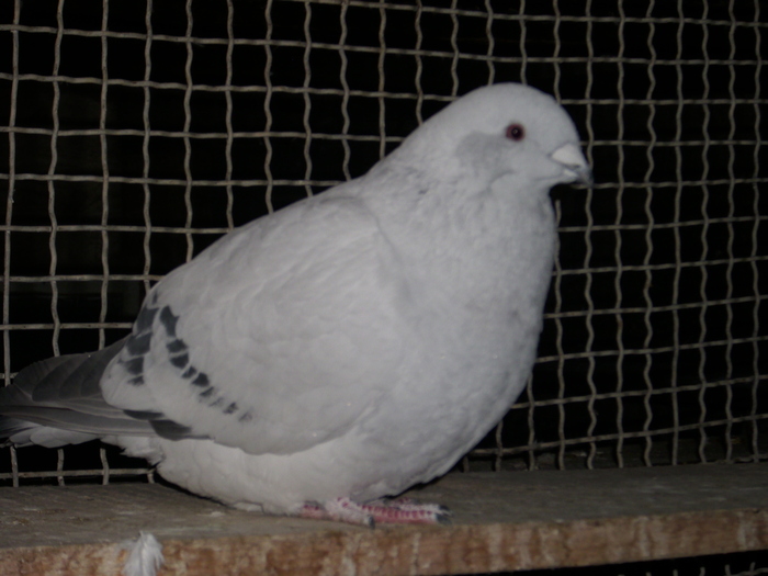  - FEMELE 2010
