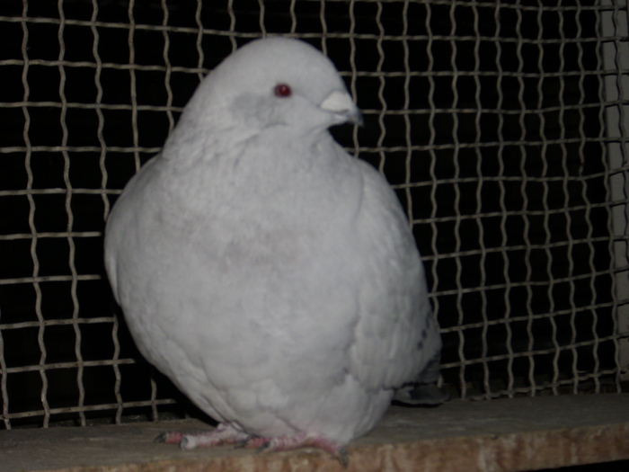 - FEMELE 2010