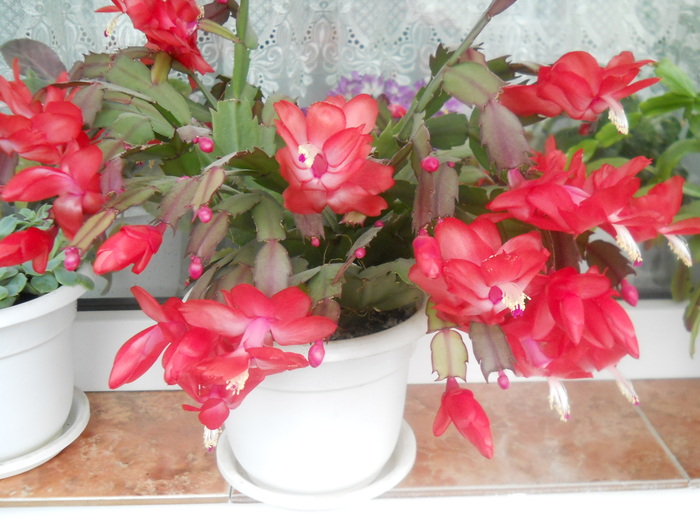 2011 - schlumbergera