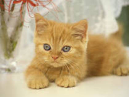 ThePrinceSsOfMileSs(ocupat)