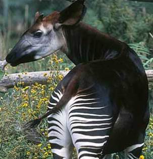 okapi - poze animale