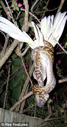 piton - poze animale