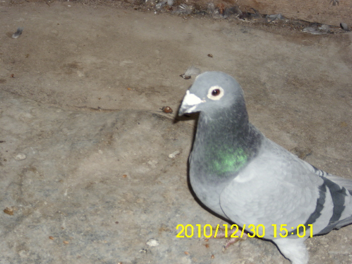 vandut - De vanzare 2
