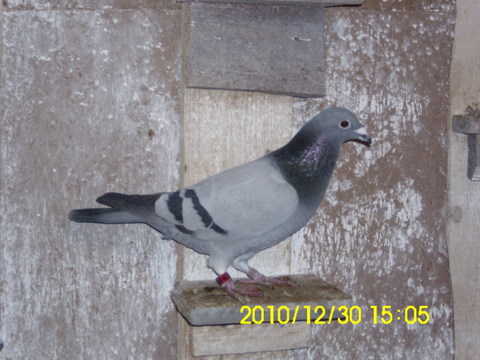 vandut