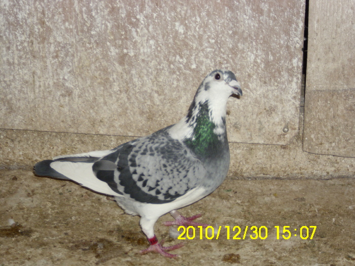 vandut
