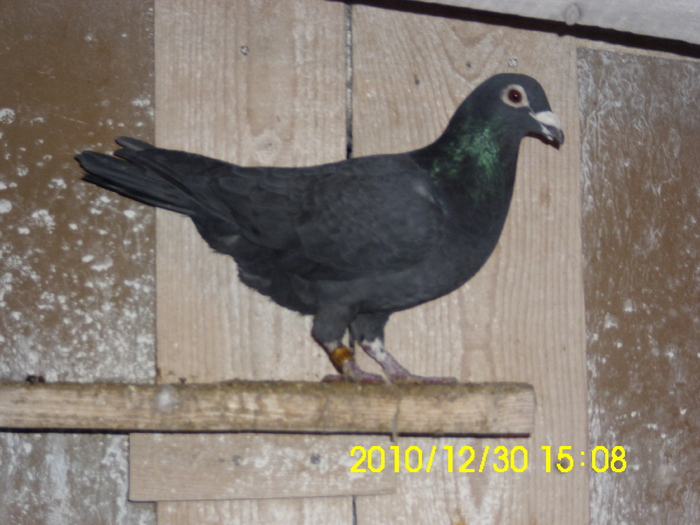 vandut