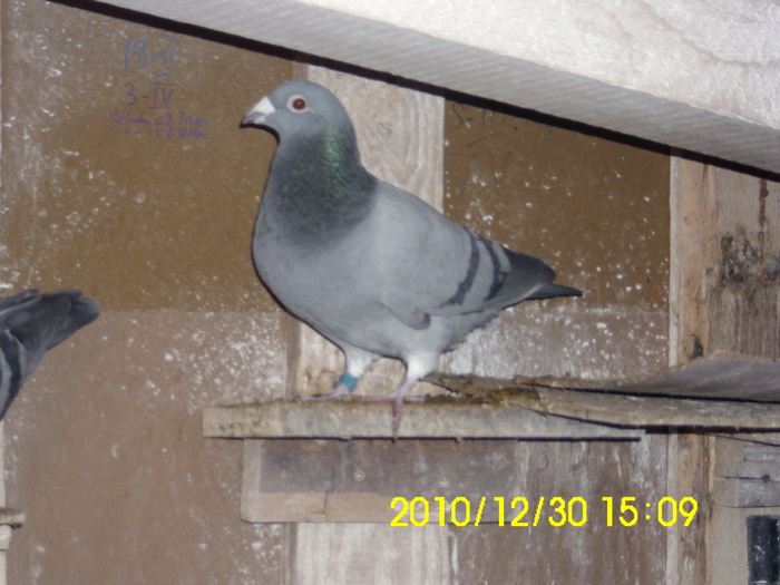 vandut