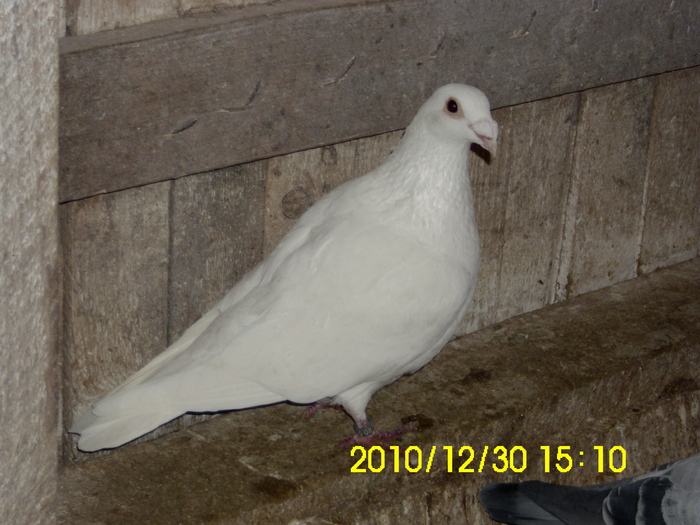 vandut