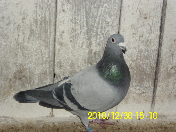 vandut