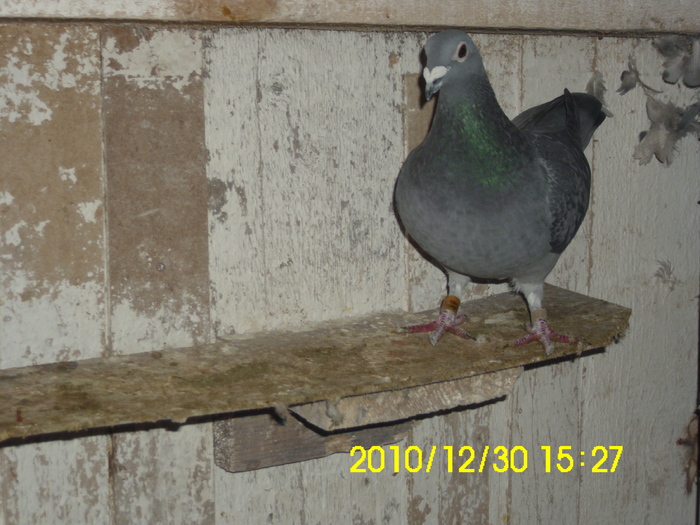 vandut