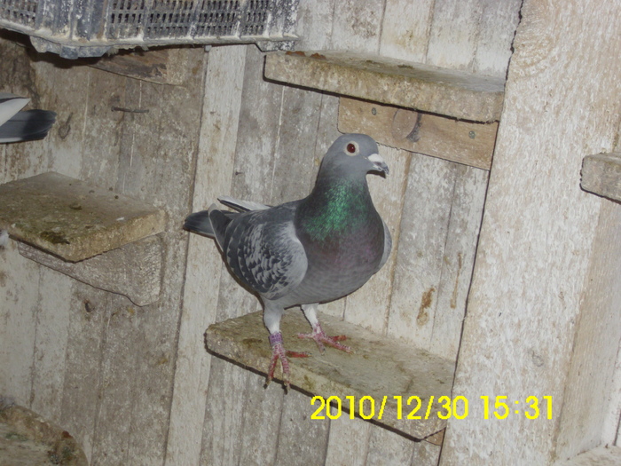 vandut