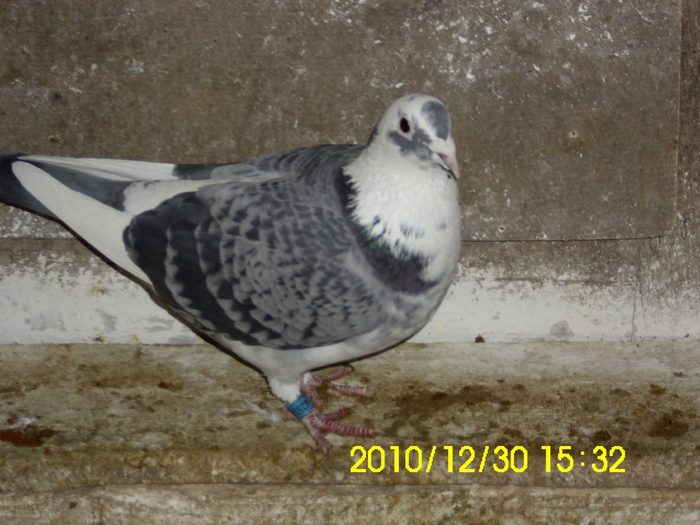 vandut