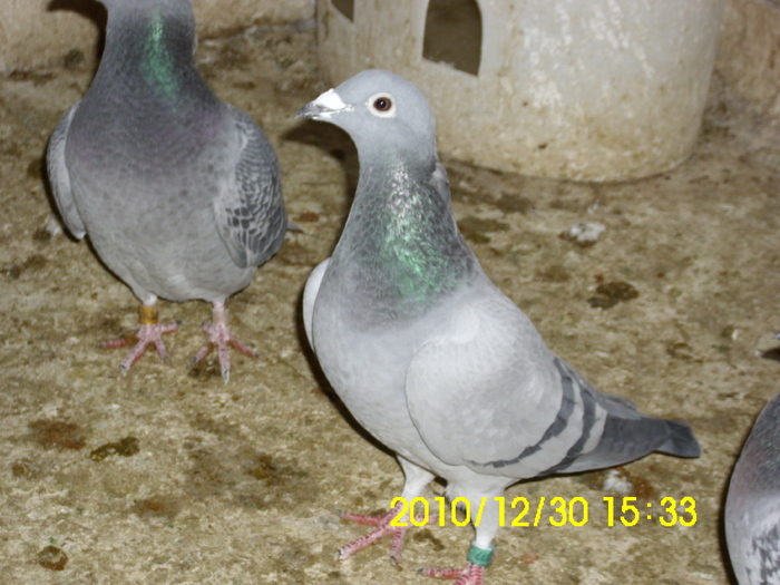 vandut