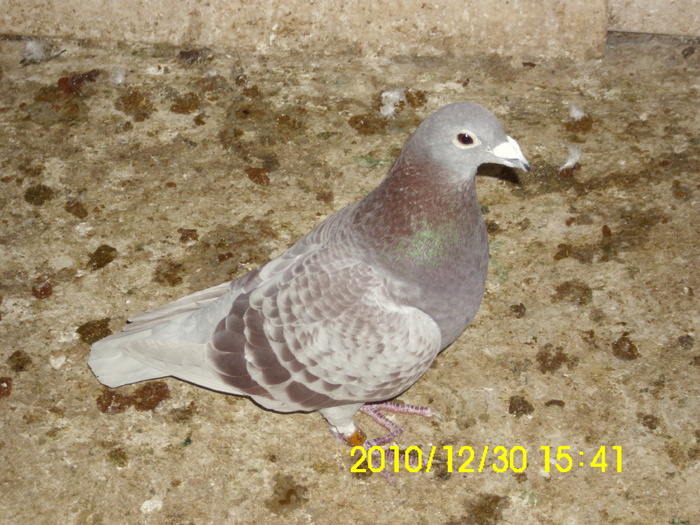 f 2011 50 ron - De vanzare 2