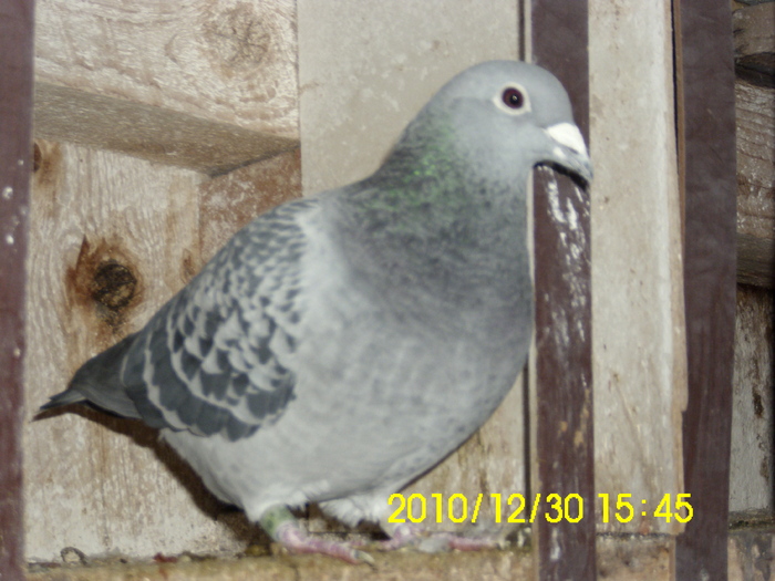 vandut