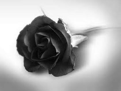 Trandafir negru - Imagini superbe